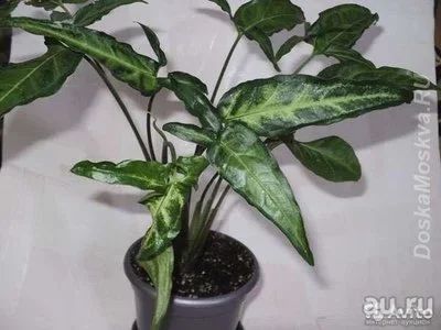 Лот: 8758301. Фото: 1. Сингониум Спир Поинт / Syngonium... Горшечные растения и комнатные цветы