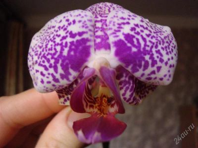 Лот: 1692410. Фото: 1. Орхидея фаленопсис. Горшечные растения и комнатные цветы