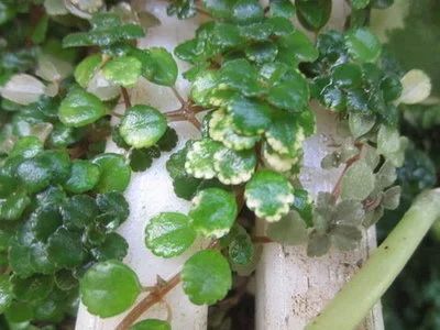 Лот: 7840678. Фото: 1. Пилея депресса Pilea depressa... Горшечные растения и комнатные цветы
