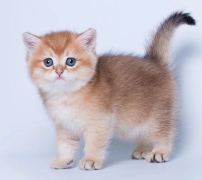 Лот: 4330354. Фото: 1. Золотой британчик. Кошки, котята
