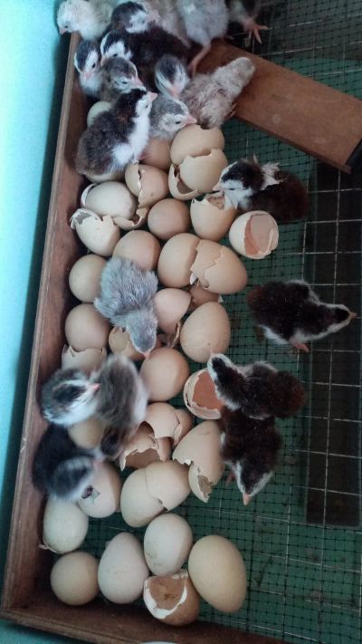 Лот: 20581415. Фото: 1. Инкубационное яйцо цесарки 54... Птицы