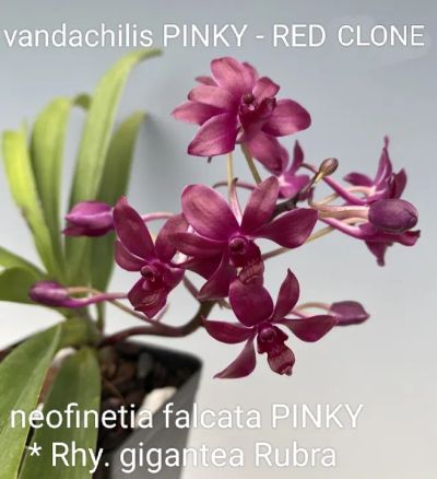 Лот: 19284940. Фото: 1. Орхидея мини vanda PINKY. Горшечные растения и комнатные цветы