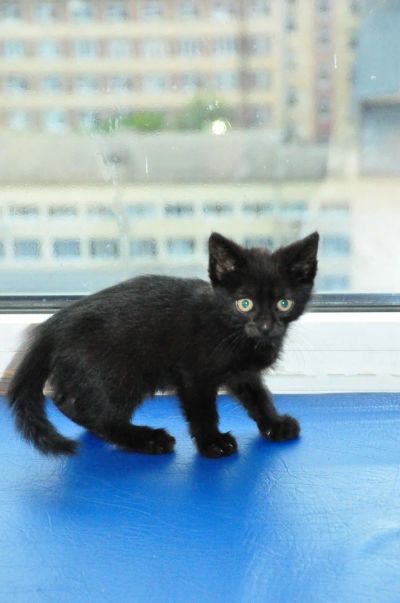 Лот: 14580392. Фото: 1. Черный котенок. Кошки, котята