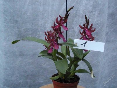 Лот: 1464041. Фото: 1. Орхидея одонтоглоссум. Горшечные растения и комнатные цветы