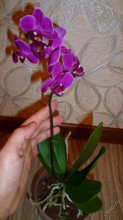 Лот: 4557996. Фото: 1. орхидея фаленопсис F3 (миди)-отцвела. Горшечные растения и комнатные цветы