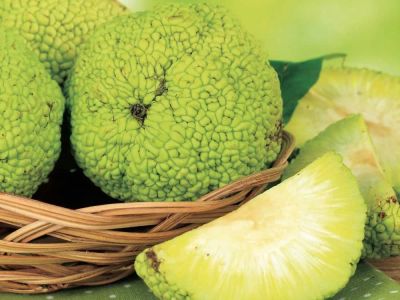 Лот: 17180279. Фото: 1. Маклюра адамово яблоко свежий... Мёд, продукты пчеловодства