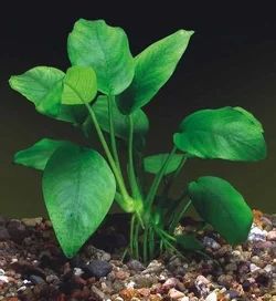 Лот: 5049099. Фото: 1. Анубиас Бартера вар. Нана (Anubias... Водные растения
