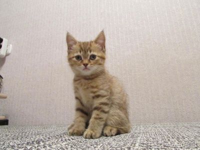 Лот: 5819431. Фото: 1. шотландцы девочка 2 срочно. Кошки, котята