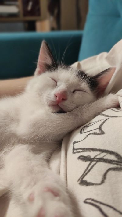 Лот: 18101476. Фото: 1. Котёнок в добрые руки. Кошки, котята