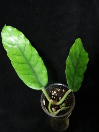 Лот: 16402174. Фото: 1. Хойя-Hoya villosa long leaf. Горшечные растения и комнатные цветы