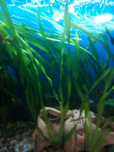 Лот: 16863133. Фото: 1. водоросли вольсенария спираливидная. Водные растения