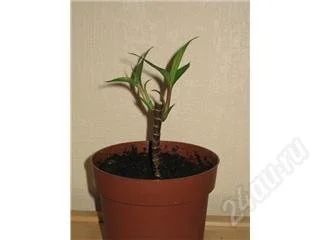 Лот: 69973. Фото: 1. Кордилина верхушечная. Горшечные растения и комнатные цветы