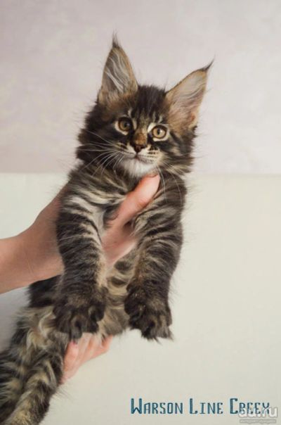 Лот: 9008922. Фото: 1. Котенок мейн-куна Крикс. Кошки, котята