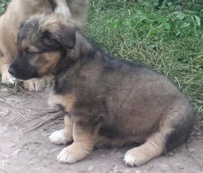 Лот: 5987348. Фото: 1. Щенки от небольших родителей. Собаки, щенки