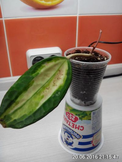 Лот: 7730506. Фото: 1. хойя (Hoya macrophylla Pot of... Горшечные растения и комнатные цветы