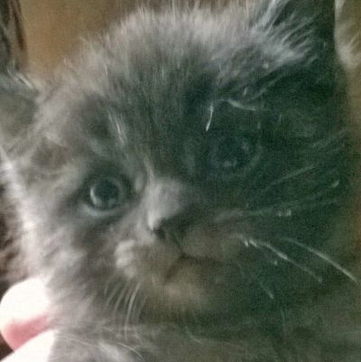 Лот: 10278716. Фото: 1. Котята от британки. Кошки, котята