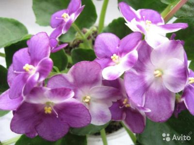 Лот: 4691779. Фото: 1. Сортовая фиалка Valeska viol. Горшечные растения и комнатные цветы