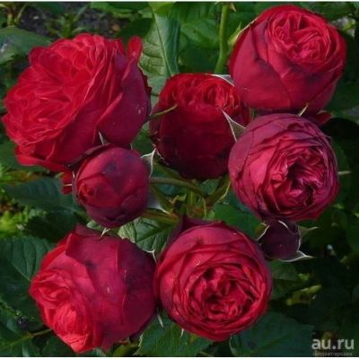 Лот: 13530173. Фото: 1. Роза Пиано пионовидная. Садовые цветы
