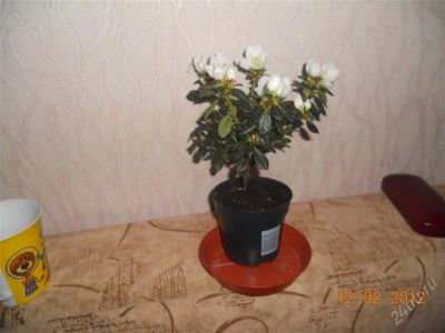 Лот: 1557212. Фото: 1. Азалия. белая. Горшечные растения и комнатные цветы