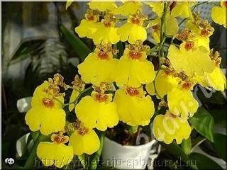 Лот: 340295. Фото: 1. Орхидея Онцидиум 2. Горшечные растения и комнатные цветы