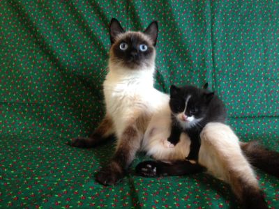 Лот: 8035167. Фото: 1. Отдам милых котят. Кошки, котята