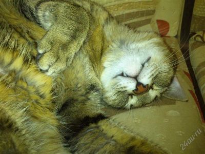 Лот: 2327903. Фото: 1. котик (ищет себе кошечку). Кошки, котята