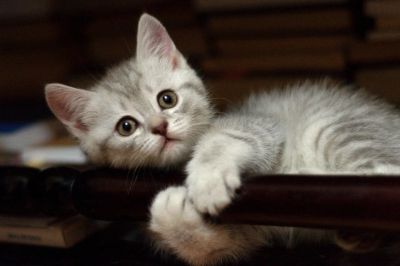 Лот: 10632724. Фото: 1. Продам котят. Кошки, котята