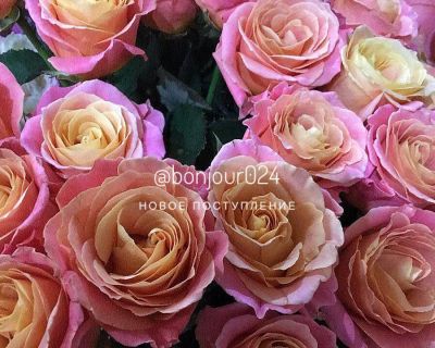 Лот: 11159562. Фото: 1. Розы яркие оранж / Голландия... Свежие цветы