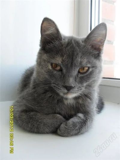 Лот: 1645240. Фото: 1. Красивая кошечка ищет семью!. Кошки, котята