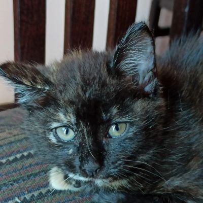 Лот: 16461786. Фото: 1. Черная кошка с белыми пятнами. Кошки, котята