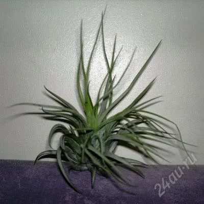 Лот: 2191537. Фото: 1. Тилландсия (Tillandsia ionantha... Горшечные растения и комнатные цветы