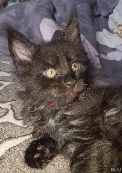 Лот: 13683737. Фото: 1. Котята Мейн Кун. Кошки, котята
