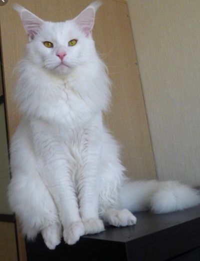 Лот: 11447780. Фото: 1. срочно нужна белая деочка породы... Кошки, котята