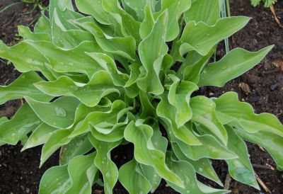 Лот: 4160912. Фото: 1. хоста 'Джун' - (Hosta June... Садовые цветы
