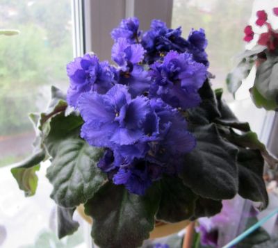 Лот: 11022062. Фото: 1. "Синяя с гофрированным краем... Горшечные растения и комнатные цветы