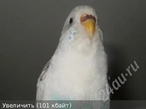 Лот: 2686219. Фото: 1. попугай с клеткой. Птицы