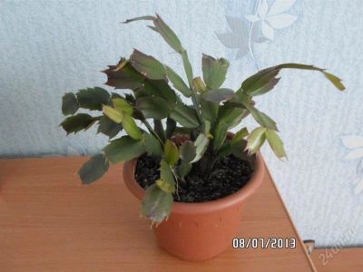 Лот: 2963601. Фото: 1. Декабрист. Горшечные растения и комнатные цветы