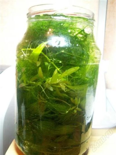 Лот: 1319798. Фото: 1. водоросли в аквариум. Водные растения