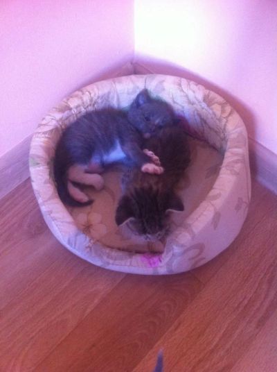 Лот: 7850109. Фото: 1. Котятки. Кошки, котята