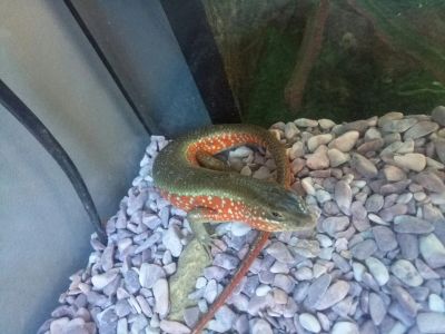 Лот: 14363458. Фото: 1. Сцинк-Мабуя Краснобокая (Trachylepis... Остальные животные