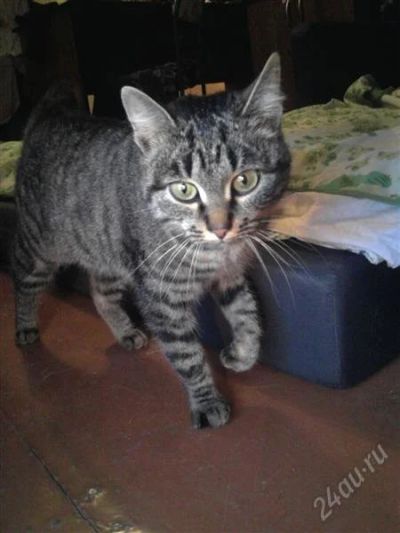 Лот: 2195811. Фото: 1. Кошечка. Кошки, котята