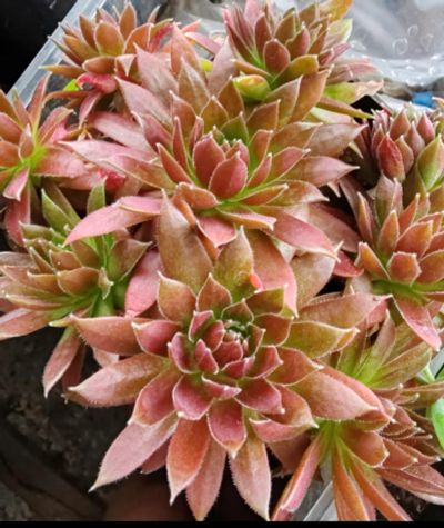 Лот: 24901776. Фото: 1. Sempervivum молодило Rubra. Горшечные растения и комнатные цветы