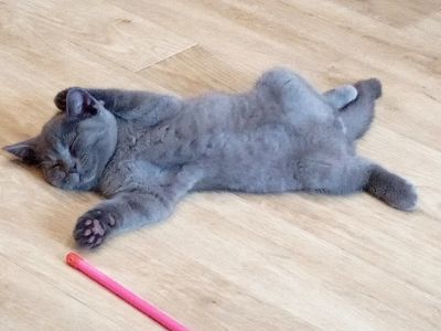 Лот: 16465605. Фото: 1. котенок. Кошки, котята
