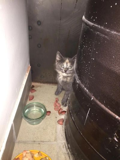 Лот: 8540337. Фото: 1. Маленькая кошечка. Кошки, котята