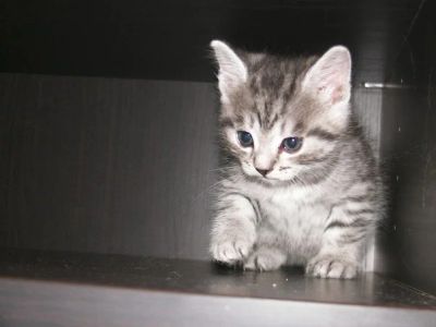 Лот: 6268922. Фото: 1. Лот - кот! в принципе отдаем просто... Кошки, котята