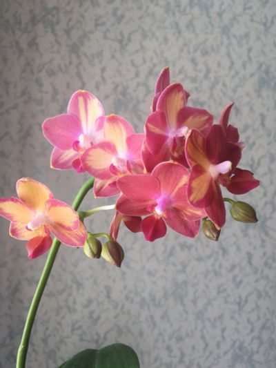 Лот: 15656691. Фото: 1. Орхидея фаленопсис Tying Shin... Горшечные растения и комнатные цветы