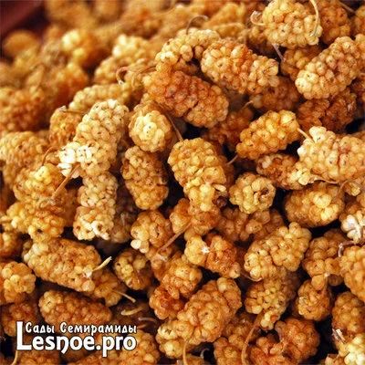 Лот: 10641235. Фото: 1. Шелковица (тута) белая сушеная... Другое (продукты)