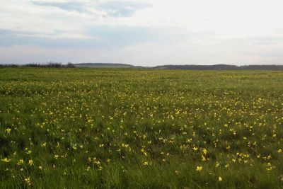 Лот: 18409425. Фото: 1. Земельный пай 21,3га. Земельные участки