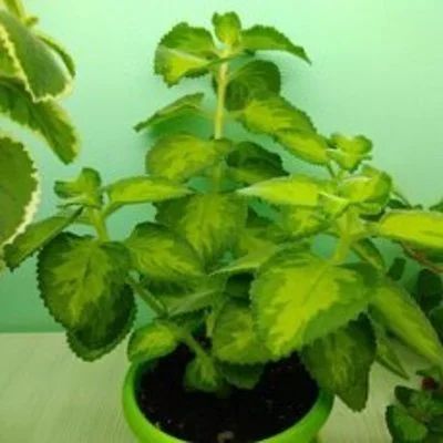 Лот: 17011263. Фото: 1. Плектрантус Golden Ruffles (укоренённый... Горшечные растения и комнатные цветы
