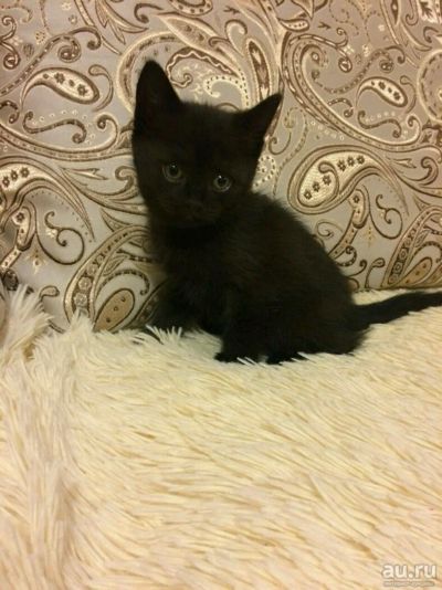 Лот: 10844502. Фото: 1. Котёнок, чёрный от британцев. Кошки, котята